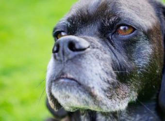 Senior Dog Care: A Focus on Silver Snouts and Aging Dog Wellness