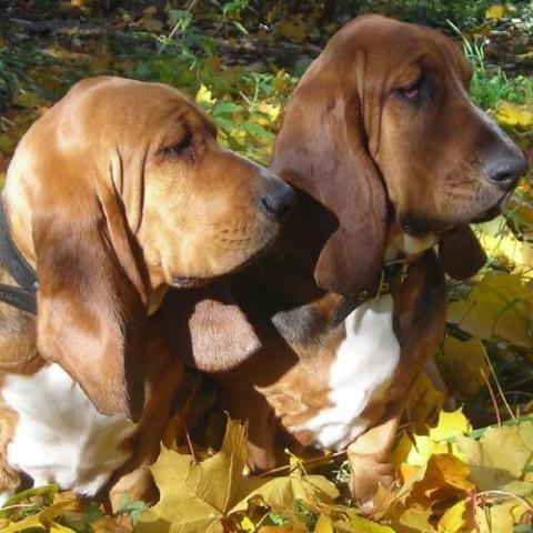 Basset hound similar sales breeds