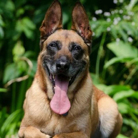 Belgian malinois best sale large breed