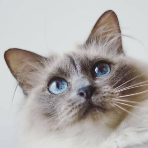 Birman cat hot sale cost