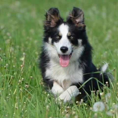 how many teeth does a border collie have