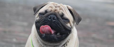 Fawn pug smiling at camera