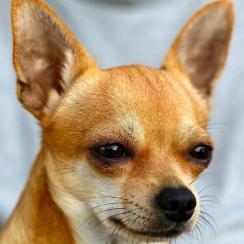 Learn About The Chihuahua Dog Breed From A Trusted Veterinarian