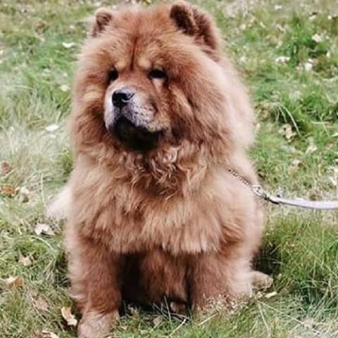 Learn About The Chow Chow Dog Breed From A Trusted Veterinarian