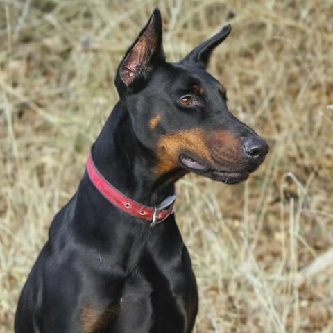 Large doberman clearance breed