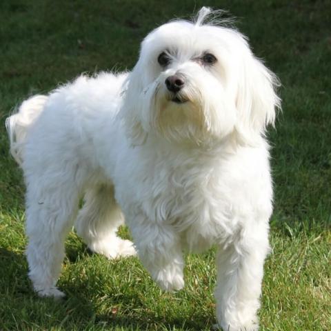 Maltese dog portrait (character, diet,care)