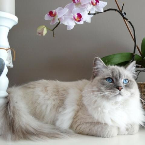 Types of best sale ragdoll cats