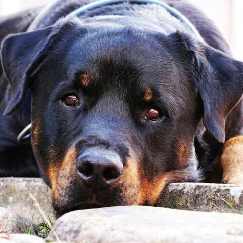 Learn About The Rottweiler Dog Breed From A Trusted Veterinarian