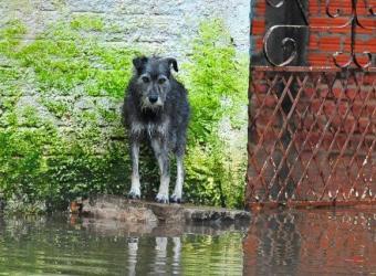 Disaster Readiness for Pets: The Best Tips for National Animal Disaster Preparedness Day